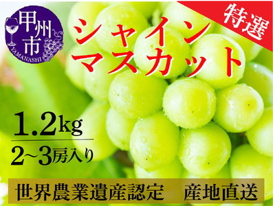 シャインマスカット 約1.2kg（2～3房）山梨県甲州市 産地直送【2025年発送】（ORJ）B12-802【ぶどう 葡萄 ブドウ 令和7年発送 期間限定 山梨県産 甲州市 フルーツ 果物】