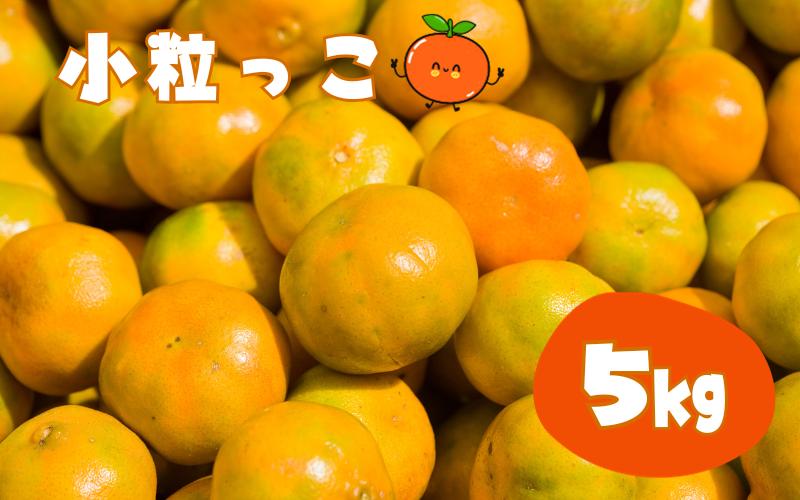 
【先行予約】温州みかん 「小粒っこ」 5kg (極早生・早生・中生・晩稲)【2S～3Sサイズおまかせ】【2024年10月中旬～2025年1月下旬までに順次発送】＜味好農園＞/温州 みかん 小玉 蜜柑 柑橘 みかん 極早生 早生 中生 晩稲 小粒 果物 フルーツ 【agy005】
