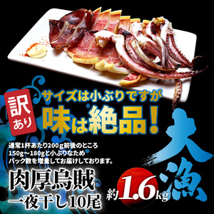 1836R_【訳あり】絶品！肉厚するめ烏賊一夜干したっぷり10尾（1.6kg以上）