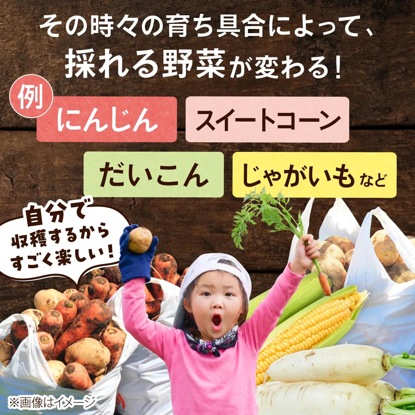 【9月6日開催】真狩村を楽しむ！ いも掘り会場優先入場券 1枚 [BPAK003] 体験 北海道