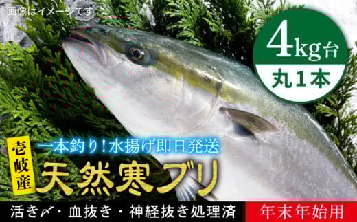 【11/1〜1/15お届け 年末年始用】天然 寒ブリ（ 4キロ台 丸もの ） 《壱岐市》【壱岐島　玄海屋】[JBS014] ぶり 寒ぶり ブリ 魚 刺身 しゃぶしゃぶ 59000 59000円