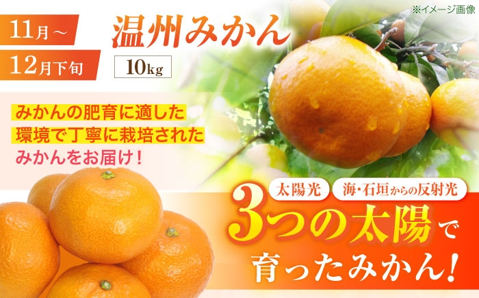 フルーツ ふるーつ フルーツ定期便 果物 果物定期便 くだもの