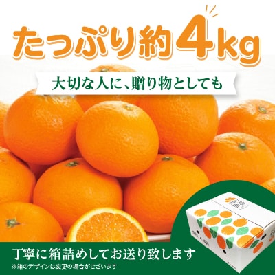 2025年11月発送開始　ぷるぷる新食感「マドンナ」約4kg　【C39−31】【1149494】