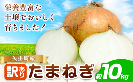 矢掛町産 訳あり 玉ねぎ 約10kg 玉ねぎ