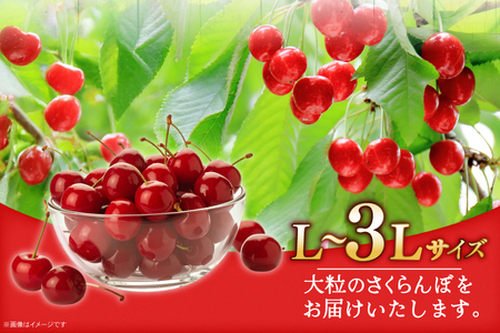 【期間限定発送】 さくらんぼ 置賜産 佐藤錦 特秀 L～3L 500g [JA山形おきたま 山形県 高畠町 tk06ays870050]