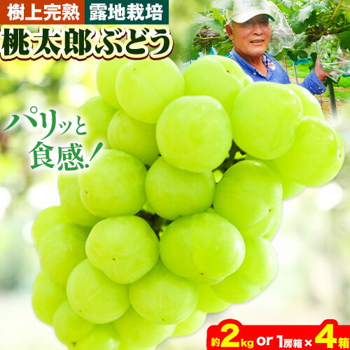 【ふるさと納税】ぶどう【2025年発送】岡山県備前市産 樹上完熟 桃太郎ぶどう(露地栽培) 選べる内容量 約2kg 1房箱×4箱 フルーツパークびぜん《8月中旬-10月中旬頃出荷》岡山県 備前市 桃太郎ぶどう 桃太郎 ぶどう 露地栽培 葡萄 フルーツ 果物