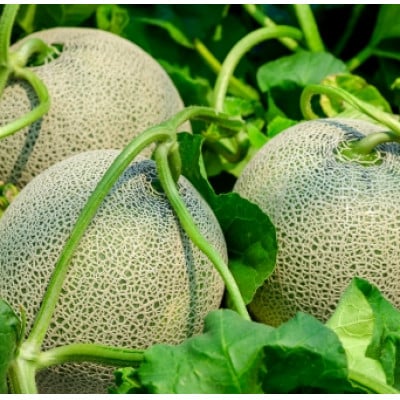 【春メロン】果汁たっぷり!茨城県産アンデスメロン 特秀1玉(1.5kg)【配送不可地域：離島・沖縄県】