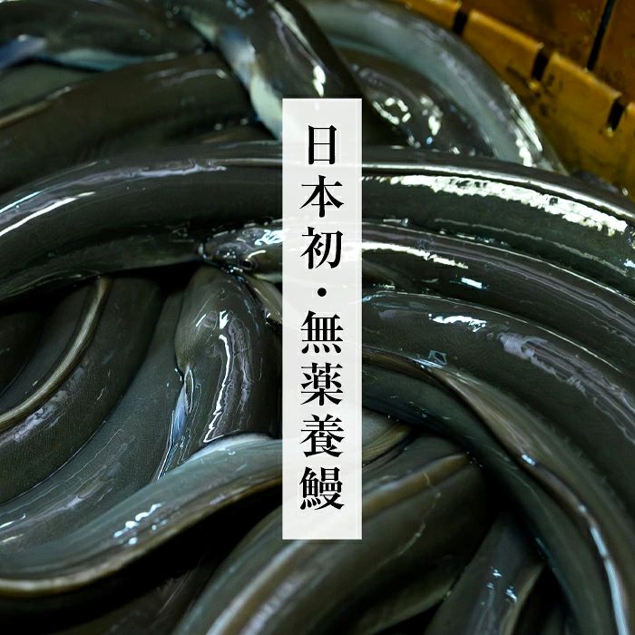 【ANA限定】【数量限定】超特大！鹿児島県産 山田のうなぎ (計460g以上・236g以上×2尾) うなぎ 鰻 ウナギ 2尾 国産 九州産 蒲焼き かばやき 冷凍 うな重 ひつまぶし タレ 山椒 ラン