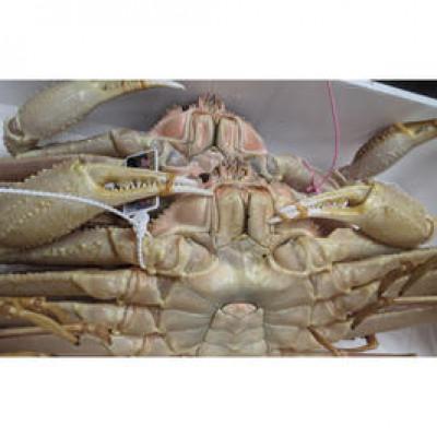 ふるさと納税 京丹後市 冬の旬松葉かに(山陰沖)京丹後の地元魚屋　特選茹で松葉かに　1200g以上1匹 |  | 03