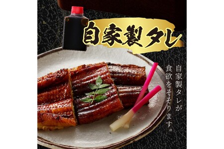 うなぎ／うなぎの蒲焼き2~3人前（1尾）ウナギ特製タレと山椒付き　うなぎの蒲焼・ウナギの蒲焼き