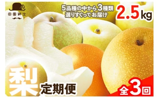 田園紳士厳選「梨好きさんのための定期便3回」（3品種（各約4〜6玉）×3回）　フルーツ定期便 梨定期便 果物 くだもの フルーツ 旬 種類はおまかせ 3回定期便 京都　京丹後 産地　DE00144