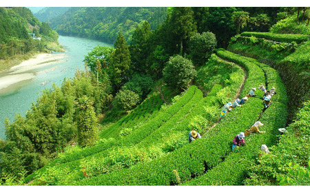 シングルオリジン手摘みの和紅茶～中井侍紅茶　40g～（手摘み 幻のお茶 浅蒸し茶 中井侍銘茶 秘境 栽培期間中農薬不使用 有機栽培 シングルオリジン）【長野県天龍村】