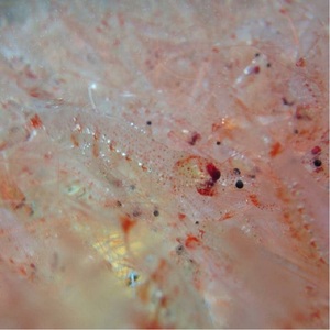 a10-962　お刺身用 生桜えび 300g 小分け 冷凍