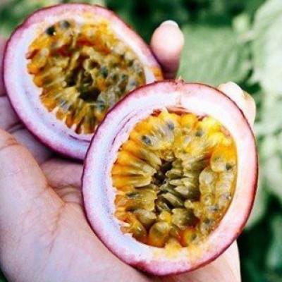 ふるさと納税 館山市 【先行受付】秀品パッションフルーツ 中玉8個入/2026年8月上旬〜9月中旬発送 |  | 01