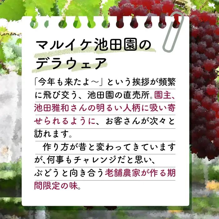 5時収穫の朝摘み産直【マルイケ池田園】大野ぶどう（デラウェア）1.5kg No.248
