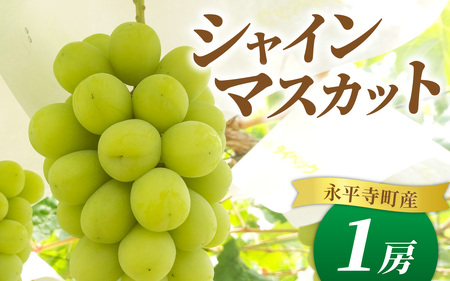 ぶどう (シャインマスカット) 約500g | ぶどう 【2026年8月順次発送】地域おこし　B-033058