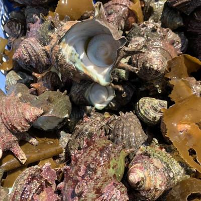 ふるさと納税 真鶴町 サザエわさび漬け |  | 02