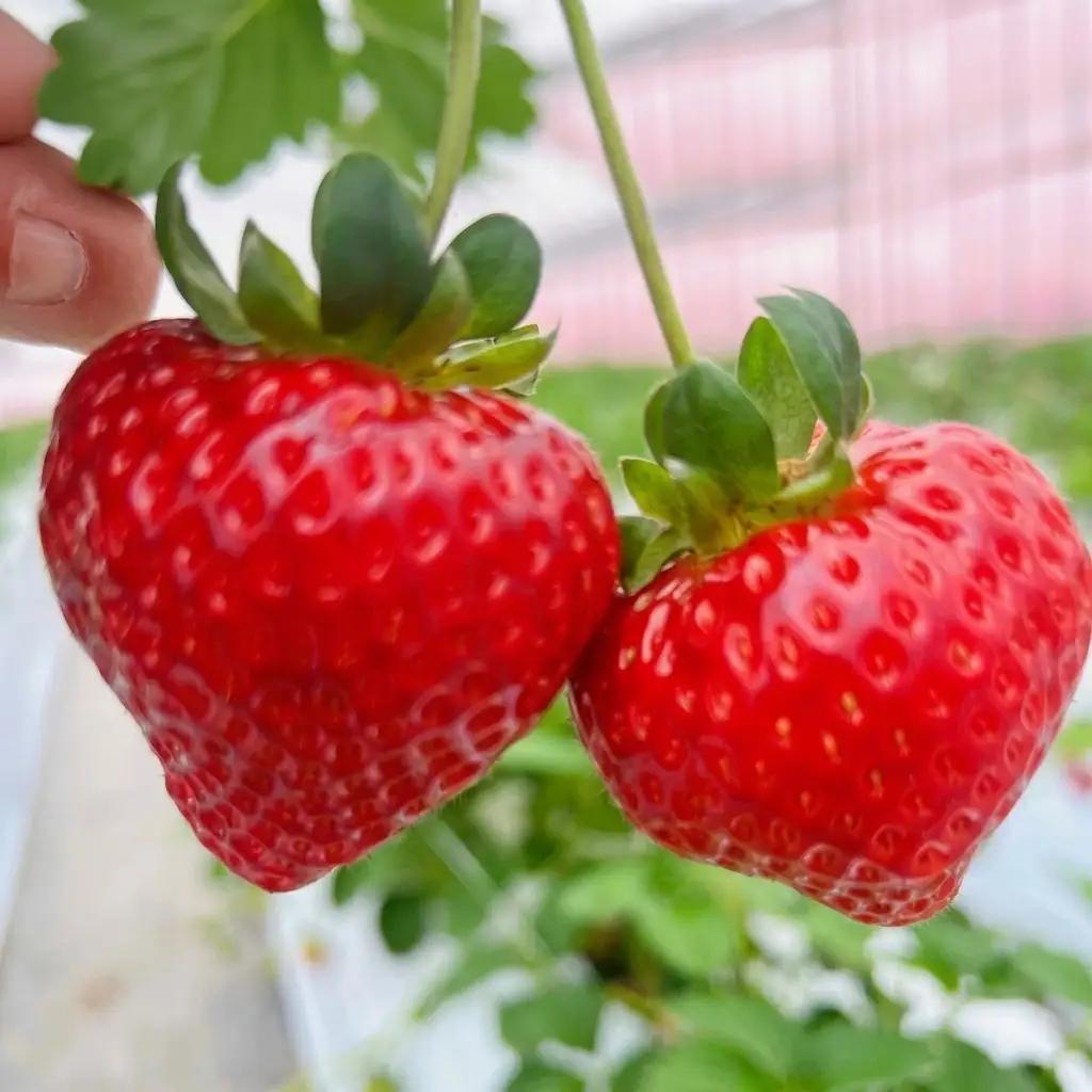 いちご 朝倉市産 あまおう 3L 12～15玉 いちご