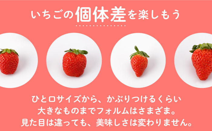 【先行予約】ギフトにおススメ！ かおり野 400g（化粧箱入り） /いちご 苺 イチゴ 白石産 佐賀産いちご 良い香り イチゴ かおりの【StrawberryFarm-K】 [IBJ005]