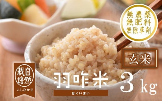 玄米 コシヒカリ 3kg 令和7年産 自然栽培 数量限定 1袋 玄米 羽咋米 自然栽培米 玄米 羽咋 米 能登 こしひかり こだわり 石川県産 能登米 エコ 栽培 環境 こめ コメ お米 2025年産