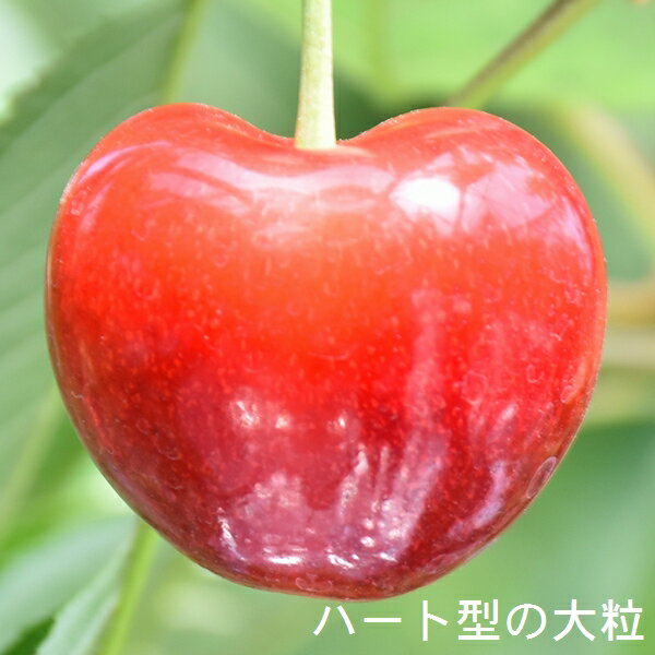 【ふるさと納税】高級さくらんぼ【ジュノハート】～珠玉の大粒！～【2025年産・先行予約】★2025年6月下旬頃～7月中旬頃にかけて順次発送予定★ 青森県三戸町産 数量限定