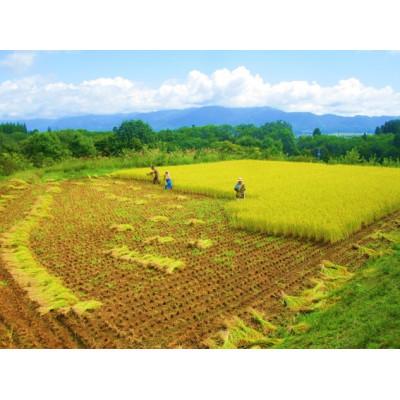 ふるさと納税 新庄市 米の匠みのりガーデン/最高金賞・世界最高米・金賞受賞米【最高峰ブレンド】精米　2kg |  | 02