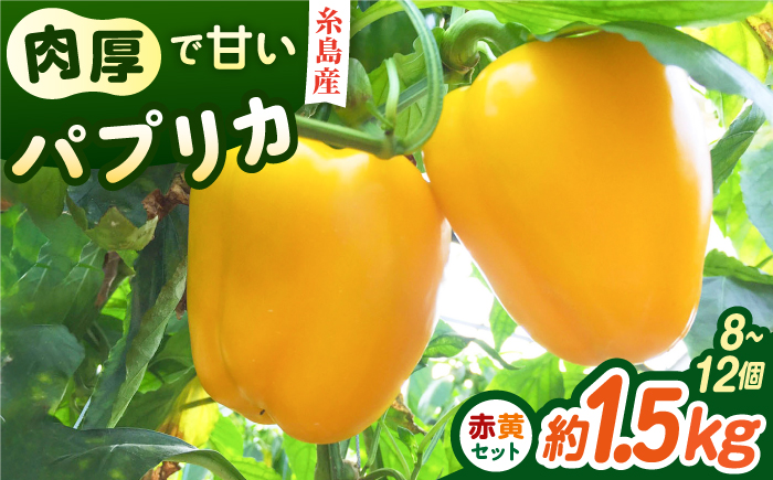【先行受付】糸島産 肉厚 パプリカ約1.5kg(8-12個)【2026年11月以降順次発送】福岡県  糸島市 / シーブ [AHC031] 野菜 ピーマン 野菜 やさい パプリカ ピーマン 肉厚 生 ピクルス マリネ 肉詰め