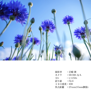 SIGMA 18-50mm F2.8 DC DN｜Contemporary【Lマウント】