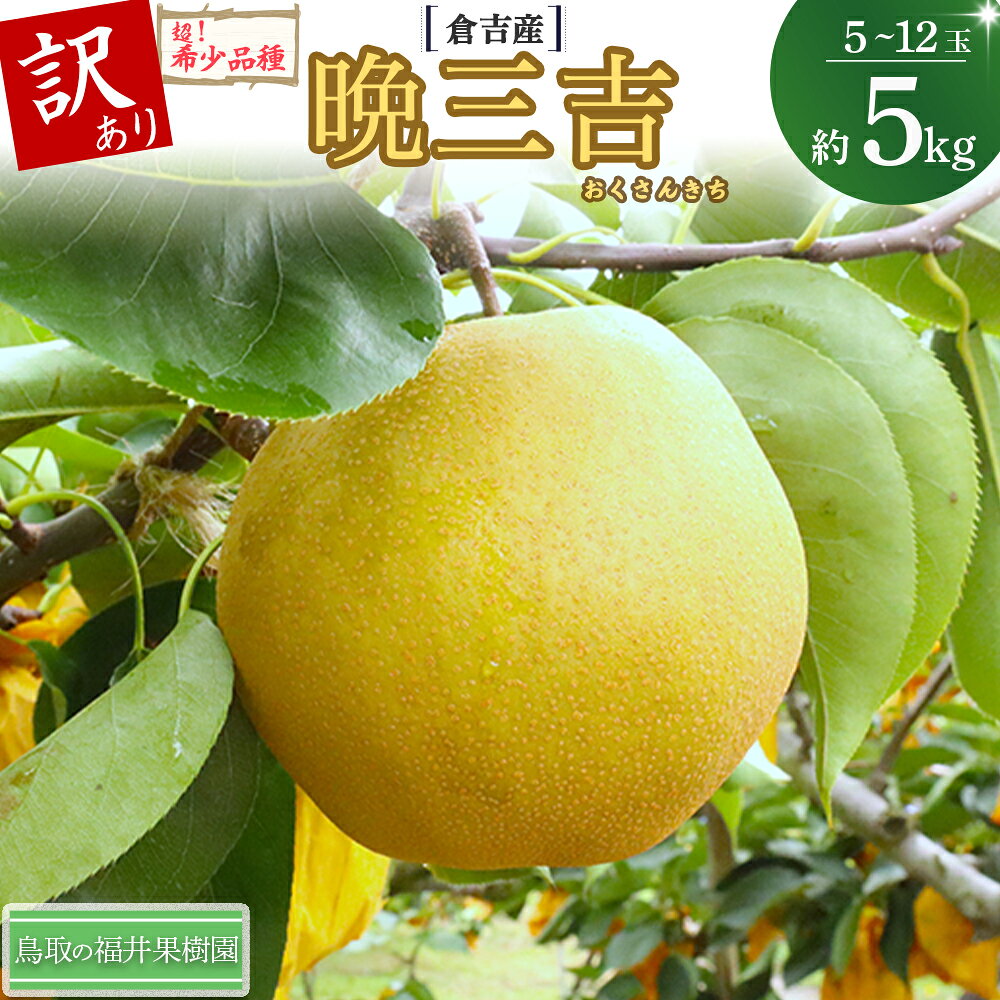 【ふるさと納税】【訳あり】【期間限定】令和8年産 希少梨 晩三吉 5kg（5～12玉） 倉吉産 福井果樹園 おくさんきち 梨 なし ナシ ブランド梨 冬梨 希少品種 鳥取 5kg 果物 フルーツ 和梨 先行予約 数量限定
