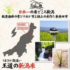 米 新米 こしいぶき 20kg 【令和7年産 新米 先行予約】 新潟県 新発田市 toushin040