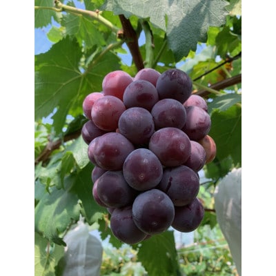 【先行予約 2025年発送】岡山県産　種なし完熟 ニューピオーネ　2房(1kg)【配送不可地域：離島】