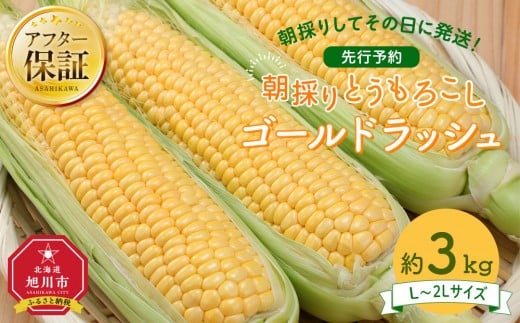 【26年先行予約】朝採り　とうもろこし　ゴールドラッシュ　約3kg（L～2Lサイズ× 8本）（2026年8月中旬から順次発送予定）【 人気 北海道産 糖度 生 野菜 スイートコーン 産地直送 バーベキュー BBQ コーン 旬 お取り寄せ 旭川市 北海道 】_04659