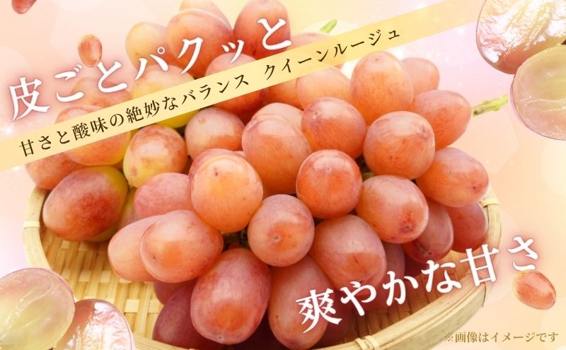 特選大粒シャインマスカット1房 ＆ 特選大粒クイーンルージュ1房 (2房合計1kg以上) セット 大粒 種なし 皮ごと 食べ比べ フルーツ 果物 マスカット 旬のフルーツ 信州産 長野県