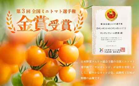 ミニトマト 食べ比べセット 1kg ミニトマト ミニトマト ミニトマト ミニトマト ミニトマト