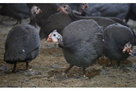 ほろほろ鳥　角ハムセット（角ハム＆手羽燻製、ささみ燻製）  【1746】