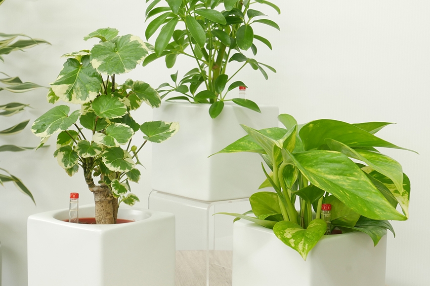 
                  観葉植物 ハイミニフィット 白角 おまかせ 3個 セット [三浦園芸 愛知県 岡崎市 ok23bzw830016] 植物 ガーデン おしゃれ DIY オフィス 室内 インテリア
                