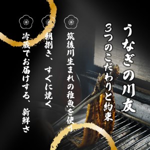 AK002_【冷蔵発送】朝開き国産うなぎ当日発送２尾（1尾あたり約200～230ｇ） 塩焼き 国産鰻 ウナギ 土用丑の日