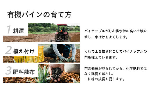 ＜先行予約＞ 石垣島産 有機パイナップル ハワイ種 2～4玉 (約2.8kg)《7月上旬順次発送》| パイナップル パインアップル 石垣島パイン フルーツ 果物 くだもの 南国フルーツ 国産パイン E