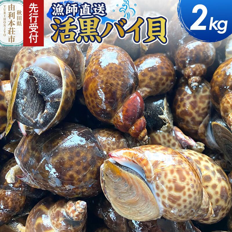 《先行受付》由利本荘市産 活黒バイ貝 2kg《一部地域限定配送》 [徳栄丸 バイ貝 秋田県産 国産]