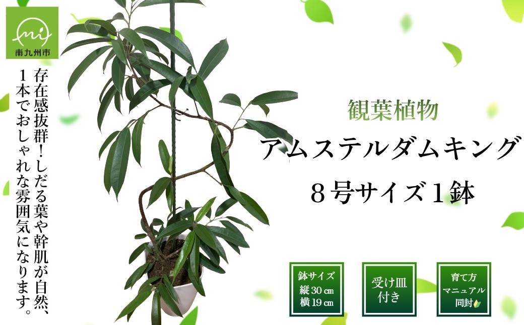 
                  観葉植物 アムステルダム・キング1鉢【1768134】
                