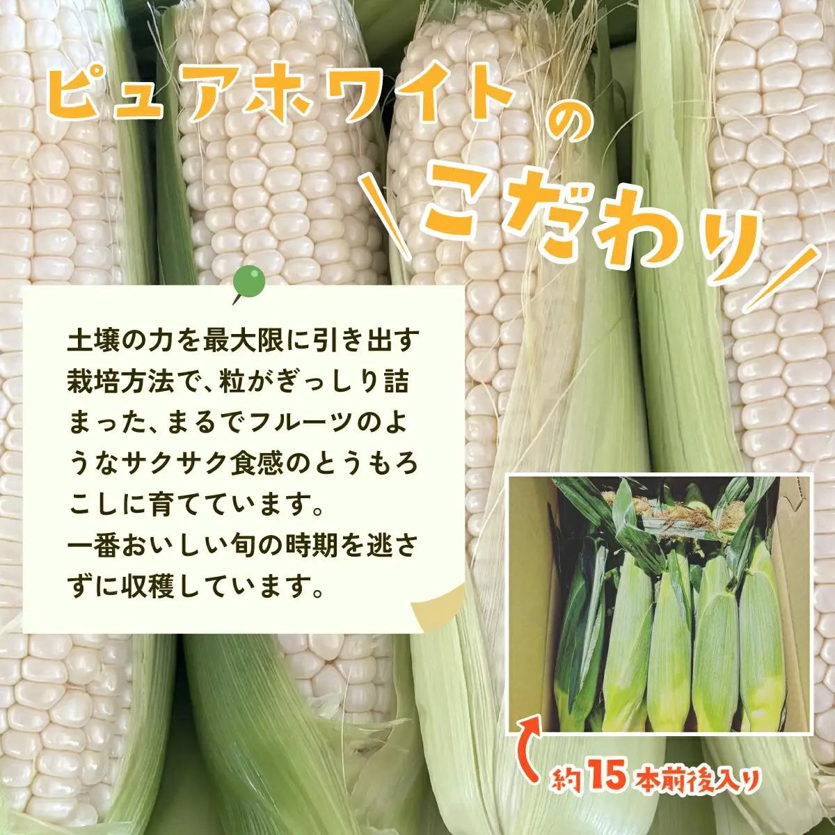 とうもろこし ピュアホワイト 約6kg 茨城県産 トウモロコシ