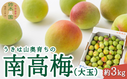 【先行予約】鈴木農園 うきは山奥育ちの南高梅 (大玉) 約3kg 2025年6月上旬から6月中旬 出荷予定