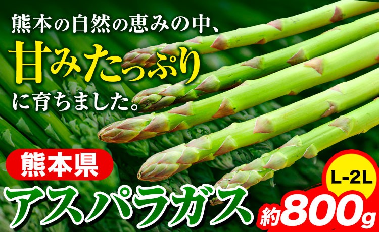 先行予約 アスパラガス アスパラ 約800g (L-2L サイズ) 《6月上旬-9月上旬頃より出荷予定》 野菜 やさい アスパラガス 熊本県産  JA---oz_caspr_ad69_r7_10000_800g---