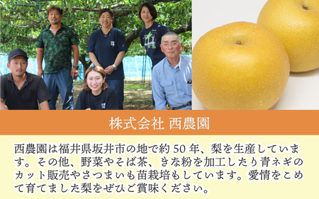 【先行予約】【幸水梨】3kg前後 (5~8個) たっぷりの果汁を含んだジューシーな梨！【2026年8月中旬以降順次発送予定】【梨 なし 和梨 先行予約 フルーツ 甘い みずみずしい 果実 果物 新鮮 