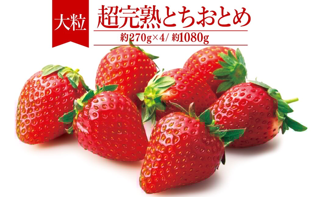 
            【先行受付：選べる発送月】いちご「茂木完熟いちご」　篠崎さんが育てた 朝どれ とちおとめ 大粒 約270g × 4パック 合計 約1080g | いちご イチゴ 苺 とちおとめ 完熟 果物 フルーツ 甘い あまい くだもの 旬 産地直送 栃木県産 篠崎いちご園 栃木県 茂木町
          