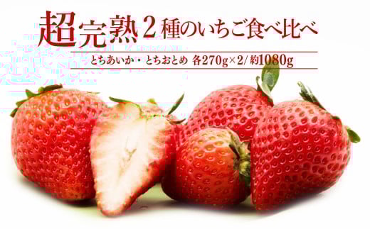 【先行受付：3月以降発送】いちご「茂木完熟いちご」 篠崎さんが育てた とちおとめ ＆ とちあいか レギュラーサイズ 食べ比べセット 約270g × 各2パック 合計約1080g | いちご イチゴ 苺 とちあいか とちおとめ 甘い あまい 完熟 果物 フルーツ 篠崎いちご園 栃木県 茂木町