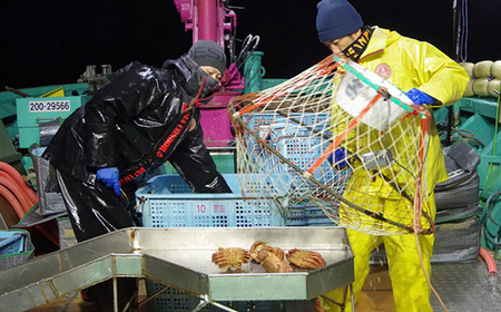 【期間限定４月中旬まで】北海道オホーツク海産 訳あり　朝ゆで毛ガニ　2kg（冷蔵）【07122】