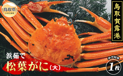 鳥取賀露港　浜茹で松葉がに（大）【期間限定】_T2600085