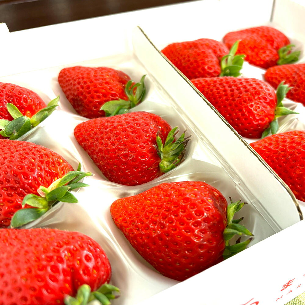 【ふるさと納税】＜選べる内容量＞寒蜜いちごスターナイト【大粒C】 化粧箱入り 計約600g（約300g×2パック） / 計約1.2kg（約300g×4パック） イチゴ 苺 フルーツ 果物 果実 静岡県産 国産 静岡県 菊川市 送料無料 【2025年12月下旬～2026年1月下旬まで順次発送予定】