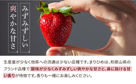 まりひめイチゴ L～２L 12粒～15粒×2パック【2025年1月初旬から発送】【先行販売】【KG7】